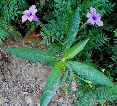 Ruellia ciliatiflora